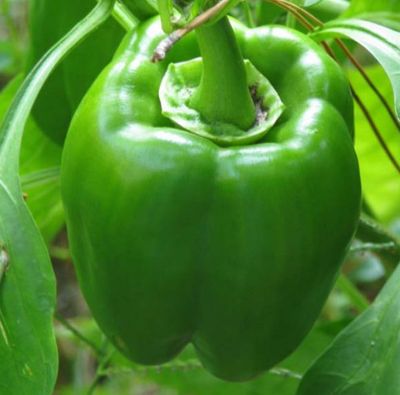 Peppers - California Wonder - Sweet 4 cell