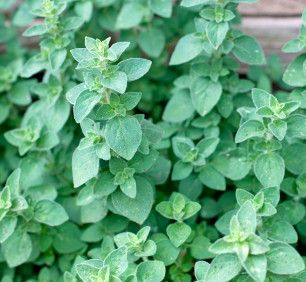 Oregano 4"