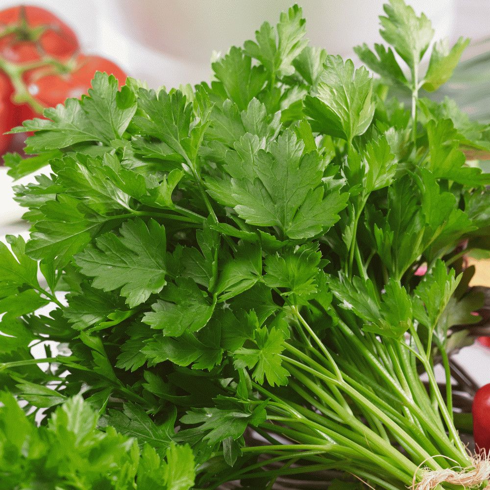 Parsley &#39;Italian&#39; 2 cell pack