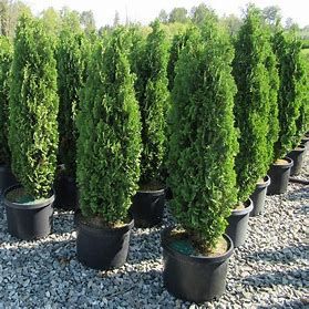 Cedar &#39;Degroot&#39;s Spire&#39; 3 gal 20&quot; potted