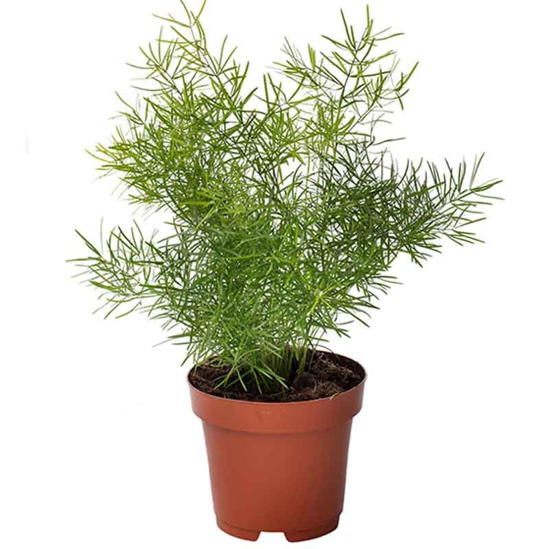 Fern - Asparagus 4&quot;
