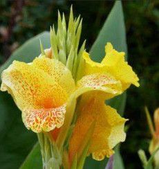 Canna Cannova Yellow 1 gal