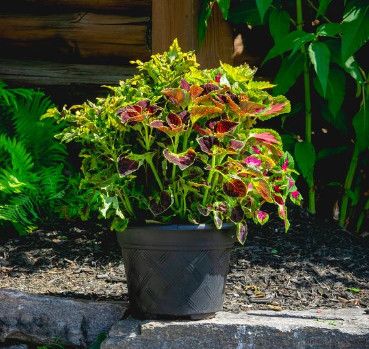 12&quot; Round Planter Coleus