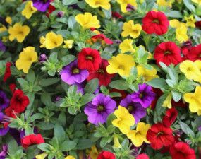 Million Bells &#39;Solid Colours&#39; 10&quot; HB Assorted