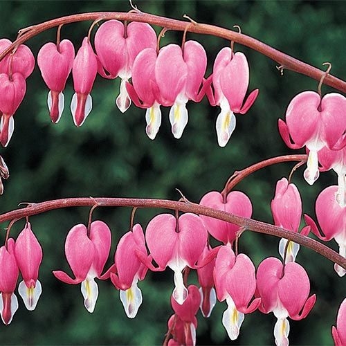 Bleeding Heart &#39;Pink Old Fashion&#39; 1 gal