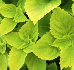 Coleus Main Street - 1 gal