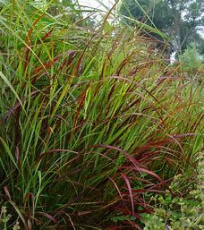 Switch Grass &#39;Panicum Shenandoah&#39; 1 Gal