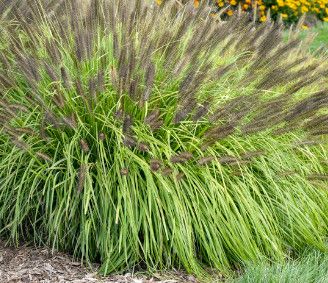 Fountain Grass 1 Gal