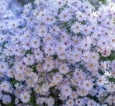 Aster &#39;Wood&#39;s Blue&#39; - 1 gal