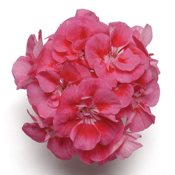 Geranium - 4" Strawberry Sizzle