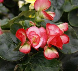 Begonia - Rieger 4&quot; Red and White
