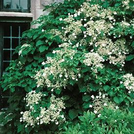 Hydrangea 'Climbing' 1 gal staked