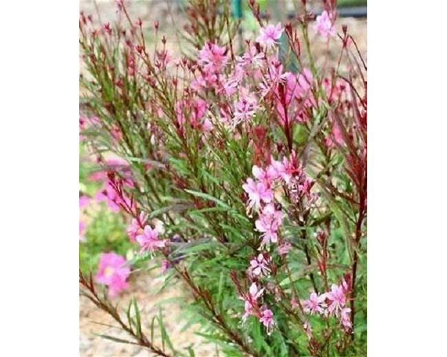 Gaura &#39;Graceful Pink&#39; 1 gal