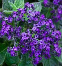Heliotrope 'Midnight Sky' 4"