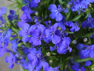 7" HB Lobelia Trailing Blue