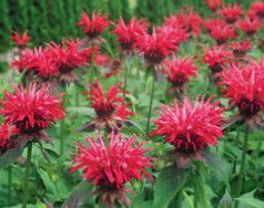 Beebalm &#39;Monarda Fire Marshall&#39; 1 gal