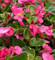Begonia &#39;Bada Bing&#39; - 4&quot; Rose