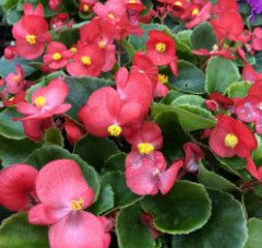 Begonia &#39;Bada Bing&#39; - 4&quot; Scarlet