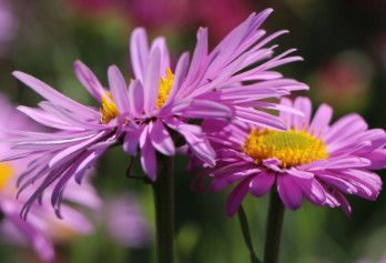 Aster 'Happy End' 4"