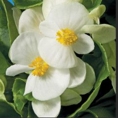 Begonia &#39;Bada Bing&#39; - 4&quot; White