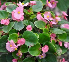 Begonia - 4 Cell Pack, Color: Bada Bing Pink