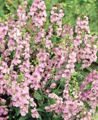 Angelonia &quot;Pink Flirt&quot; - 4&#39;