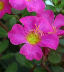 Portulaca -&#39;Pazzaz Fuchsia&#39;&#39; 4&quot;