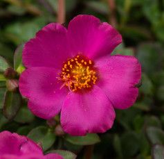 Portulaca -Pazzaz &#39;Nano Purple&#39; 4&quot;