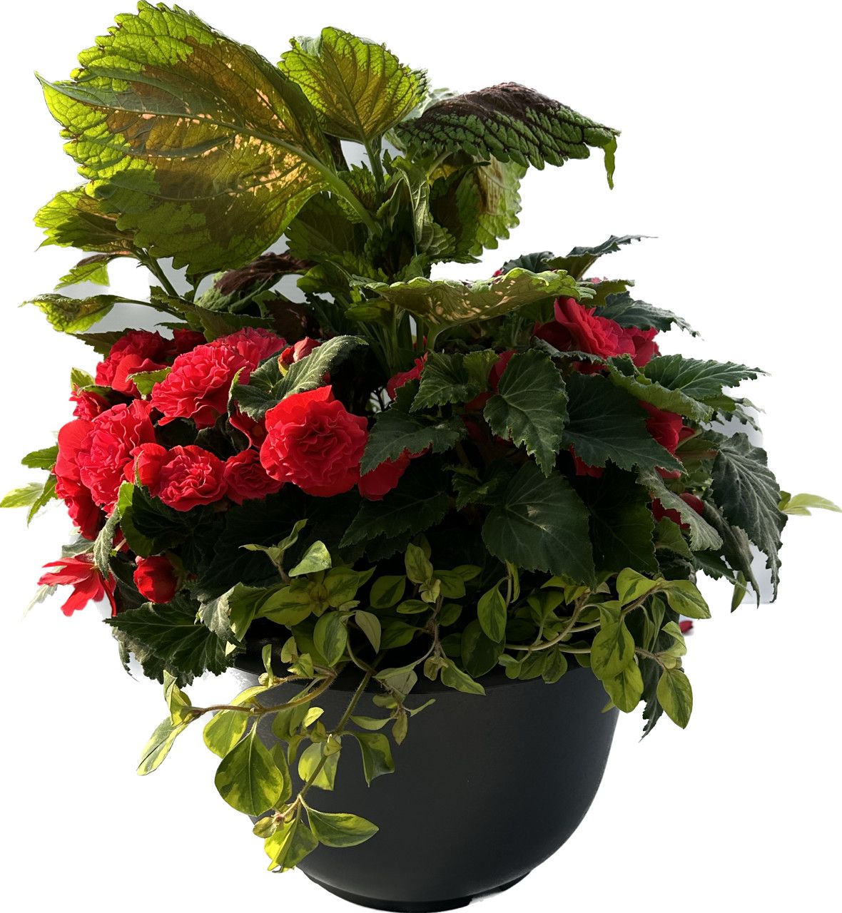16&quot; Round Non-Stop Begonia Mix