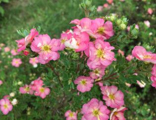 Potentilla &#39;Happy Face Hearts&#39;  2 gal