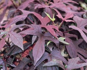 7" HB - Sweet Potato Vine  'Blackie'