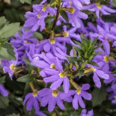 7" HB Scaevola Fan Flower Blue
