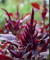Amaranth &#39;Velvet Curtains&#39; 4.5