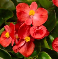 Begonia &#39;Super Cool Red&#39; 2 cell