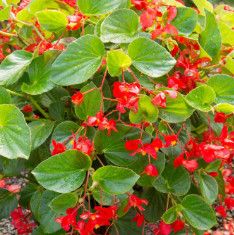 Begonia &#39;Whopper Red Green Leaf&#39; 4&quot;