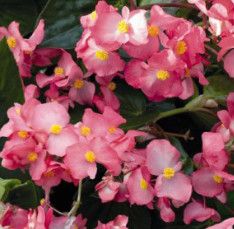 Begonia &#39;Whopper Rose Green Leaf&#39; 4&quot;
