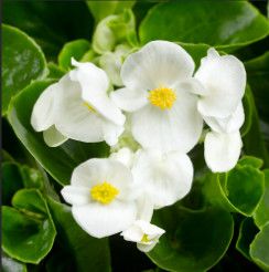 Begonia Super Cool &#39;White&#39; 2 cell