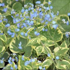 Brunnera &#39;Hadspens Cream&#39; 1 gal