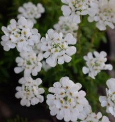 Candytuft Iberis &#39;snowflurries&#39; - 4&quot;