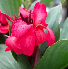 Canna Cannova Rose 1 gal