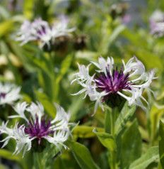 Centaurea &#39;Amethyst in Snow&#39; 1 gal