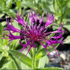 Centaurea &quot;Amethyst Dream&quot; 1 Gal