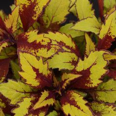 Coleus 'Flamethrower Spiced Curry' 4"