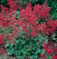 Coral Bells &#39;Heuchera Ruby Bells&#39; 4&quot;