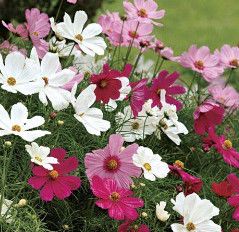 Cosmos 'Sonata Mix' - 4"