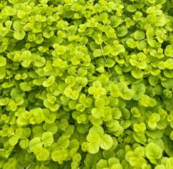 Creeping Jenny - Lysimachia Goldilocks - 4&quot;