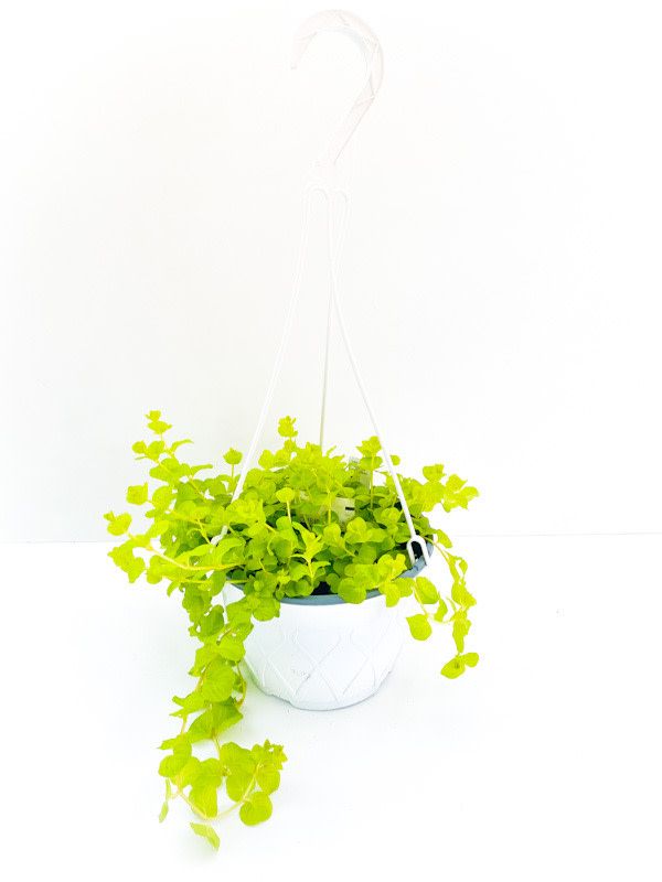 7" HB Creeping Jenny 'Goldilocks'