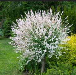 Dappled Willow &#39;Hakuro Nishiki&#39; 3 gal