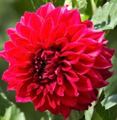 Dahlia - Red 1 gal