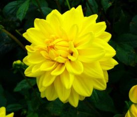 Dahlia - Yellow 1 gal